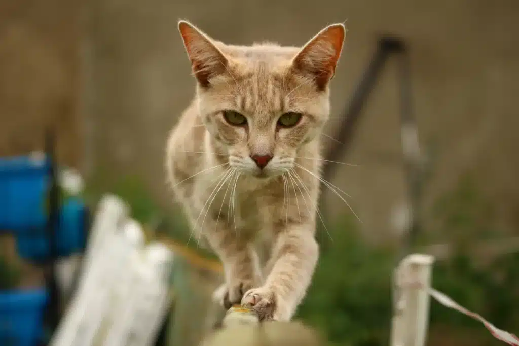 balanceteori - kat går elegant på rækværk